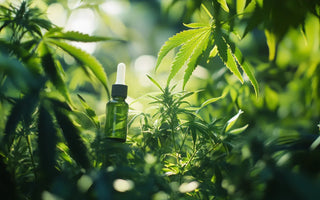 Huiles de CBD full spectrum 