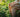 Traitement CBD arthrose soulagement naturel douleur