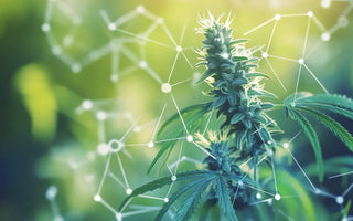 Différences CBD et CBG